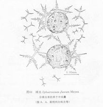 Coccidia