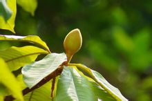 Lång blad magnolia