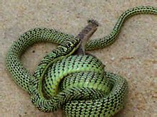 Golden Snake