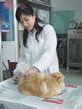 Pet Hospital: tillhandahålla sjukvård för sällskapsdjur plats